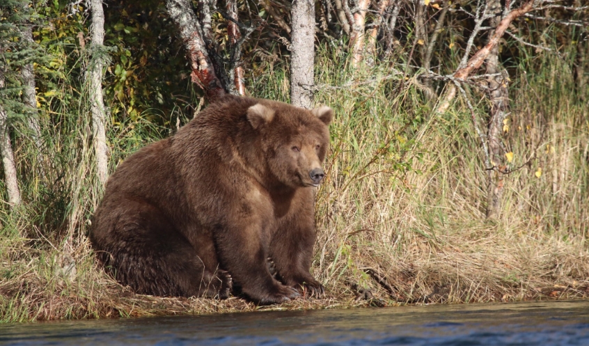  фото толстого медведя
