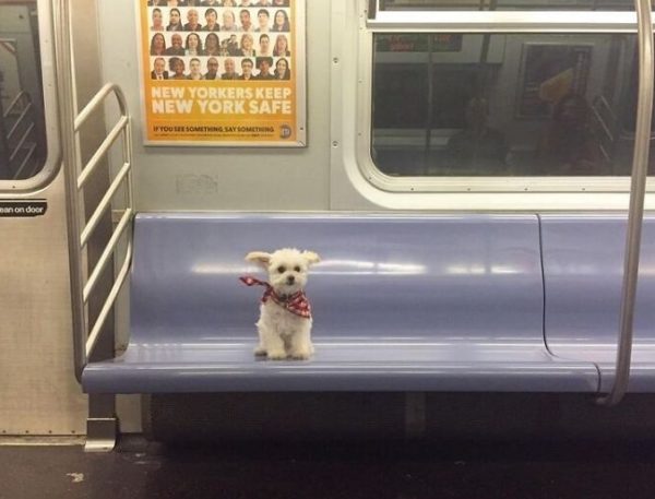 пес в метро