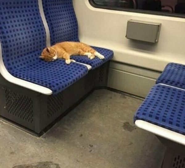 котейка в поезде