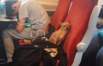 пес в самолете устал
