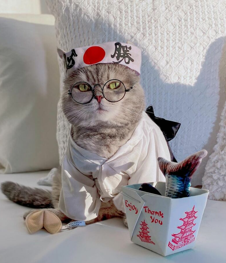 кот в кимоно фото