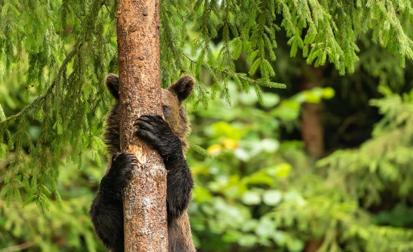 медведь за деревом