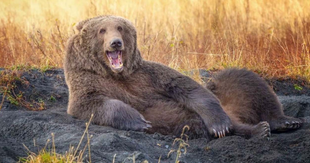смешной медведь фото