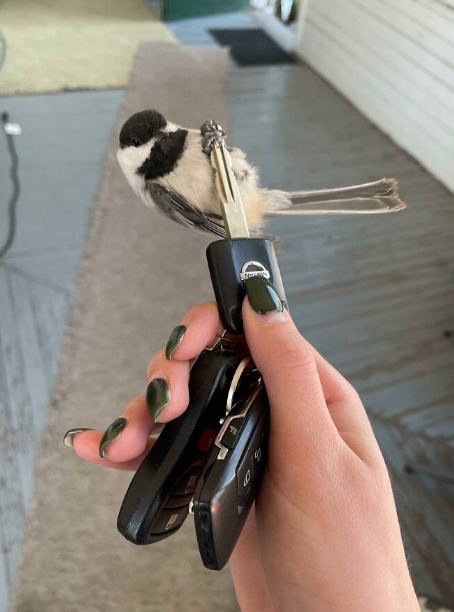 птица на ключах