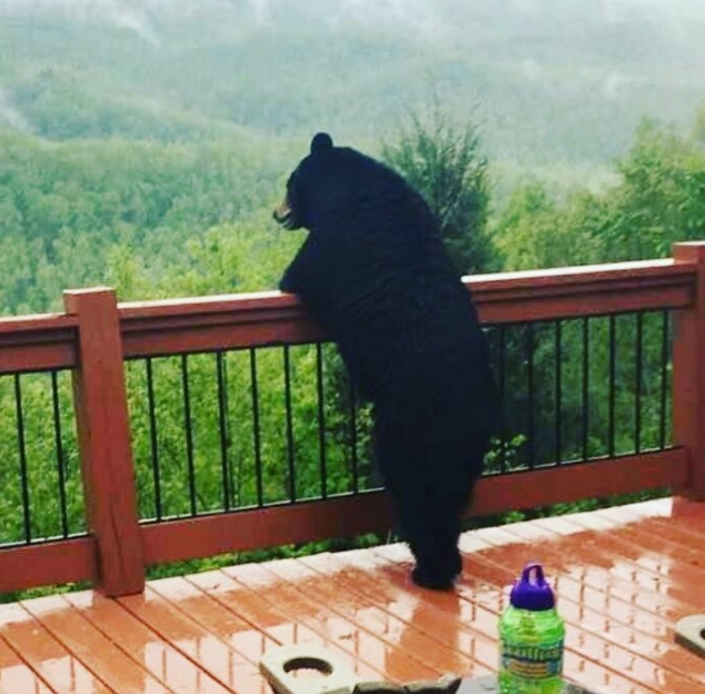 медведь на балконе