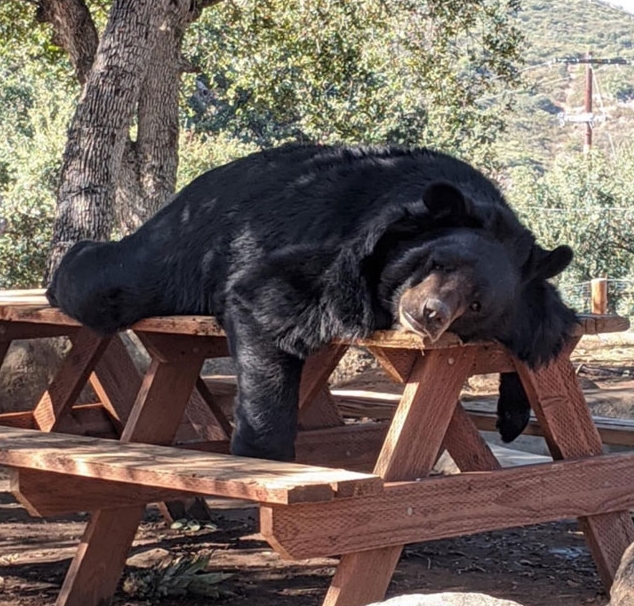 медведь на столе