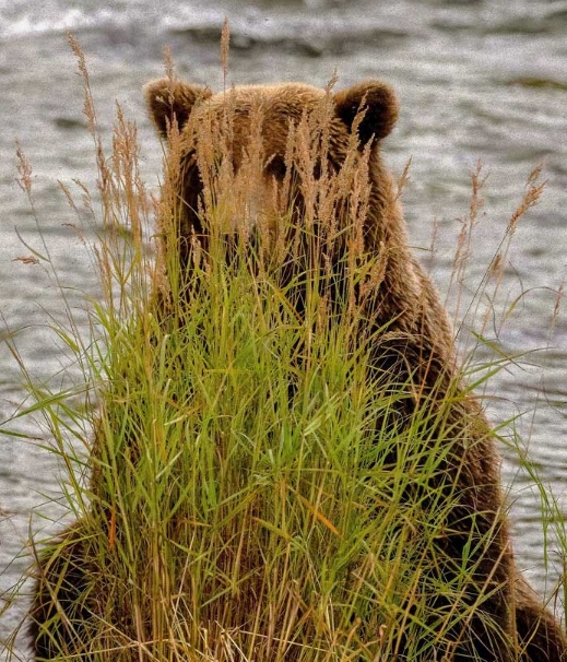 медведь прячется фото