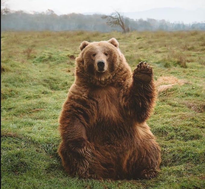 медведь здоровается фото