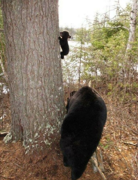 забавный медвежонок фото