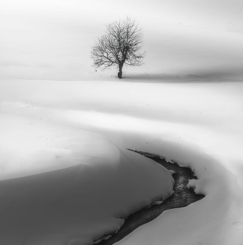 черно-белое фото дерева