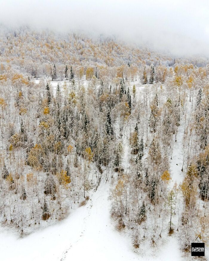 фото зимнего леса китай