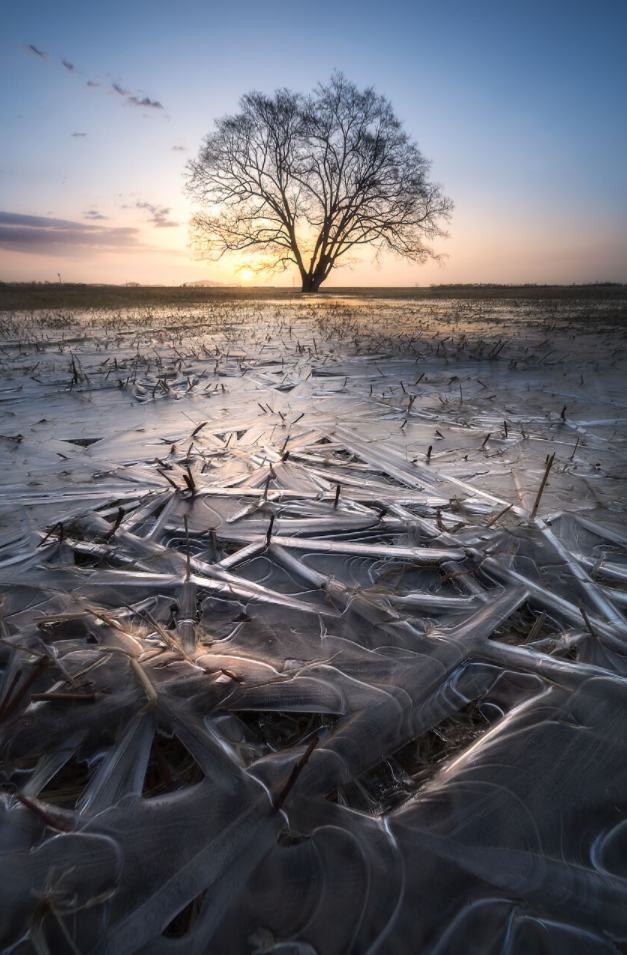 лед дерево и закат