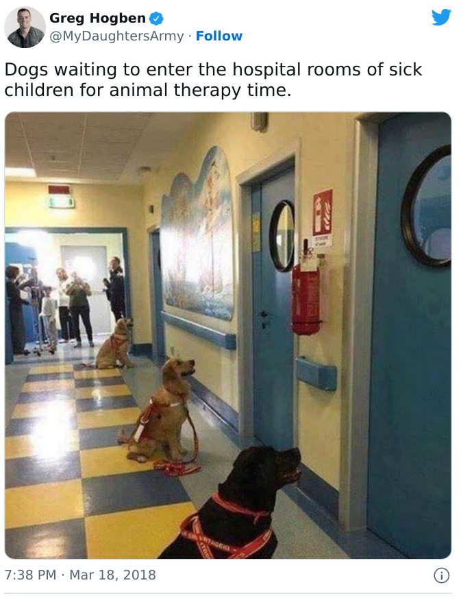собаки ждут пациентов 