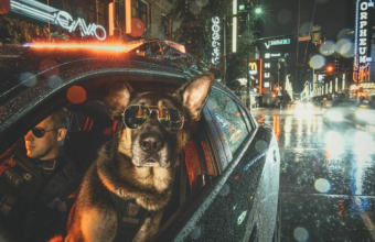 необычное фото полицейского пса