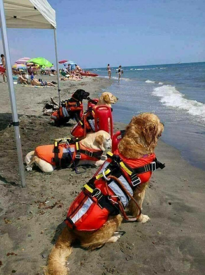 собаки-спасатели на пляже