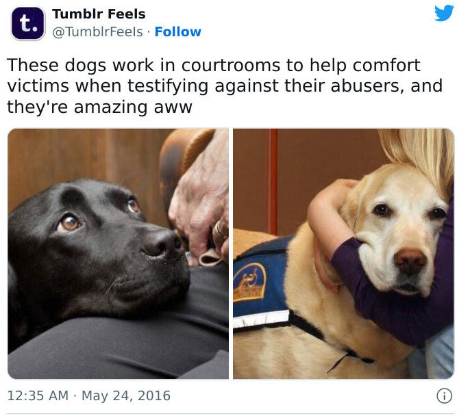 собаки в суде