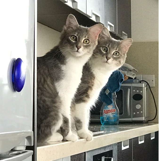 коты близнецы фото
