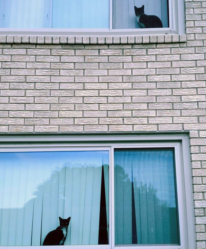коты фото в окнах